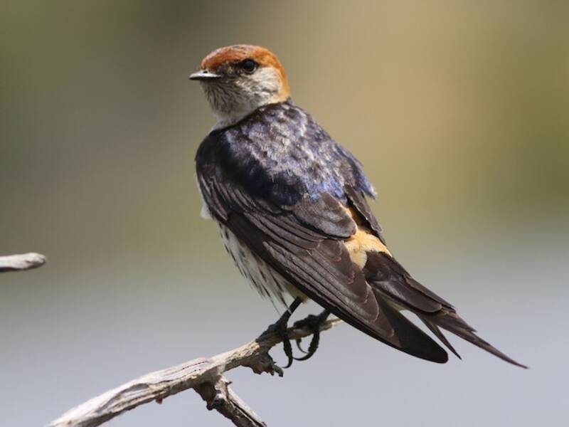 Greater Striped Swallow, Photos 3