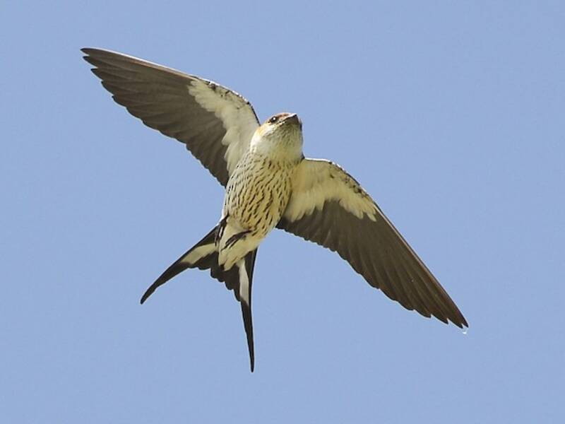 Greater Striped Swallow, Photos 2