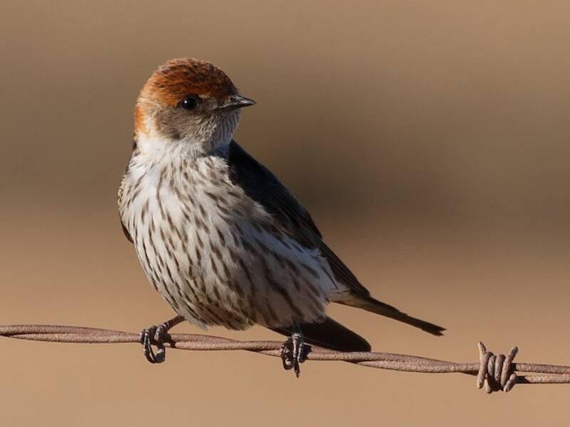 Hirondelle striée