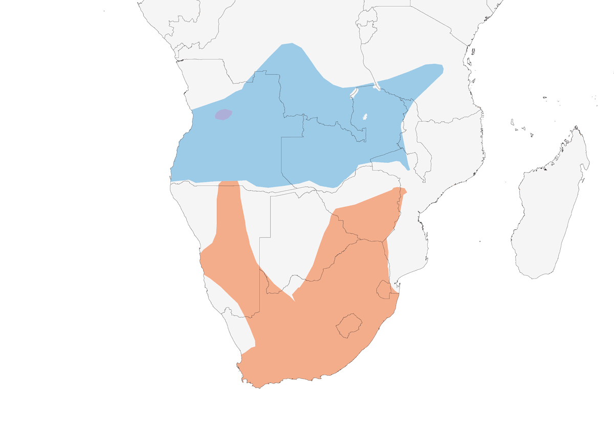 Greater Striped Swallow, Distribution 1