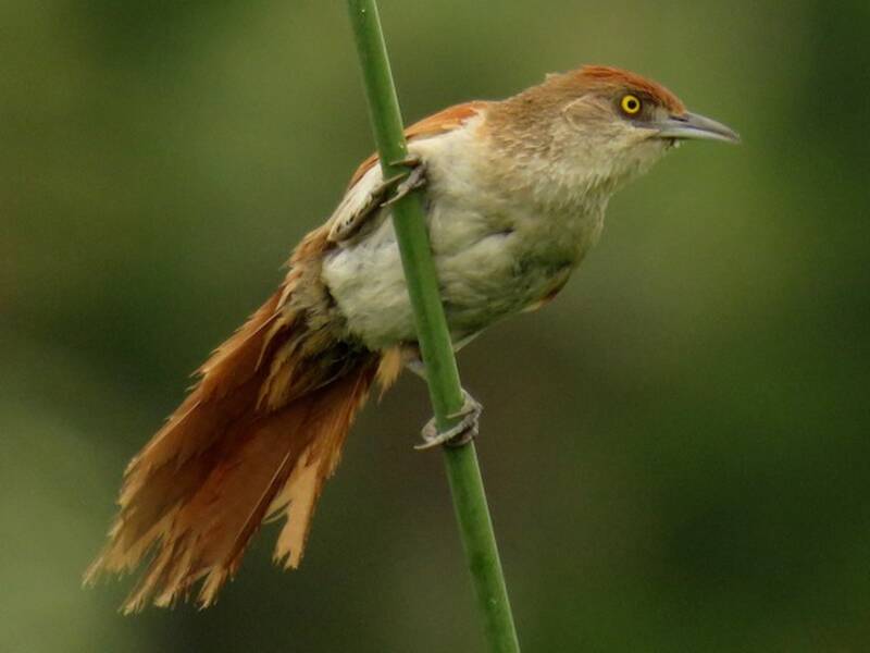 Greater Thornbird