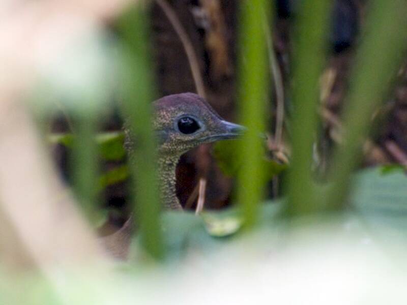 Great Tinamou
