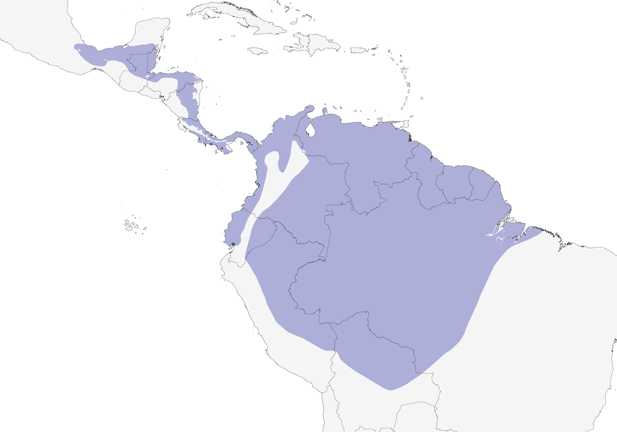 Tinamo maggiore, Distribuzione 1