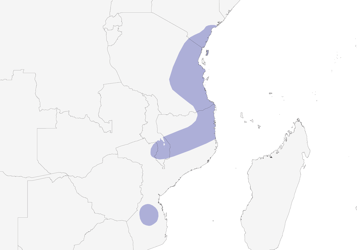 Barbetto nano verde, Distribuzione 1