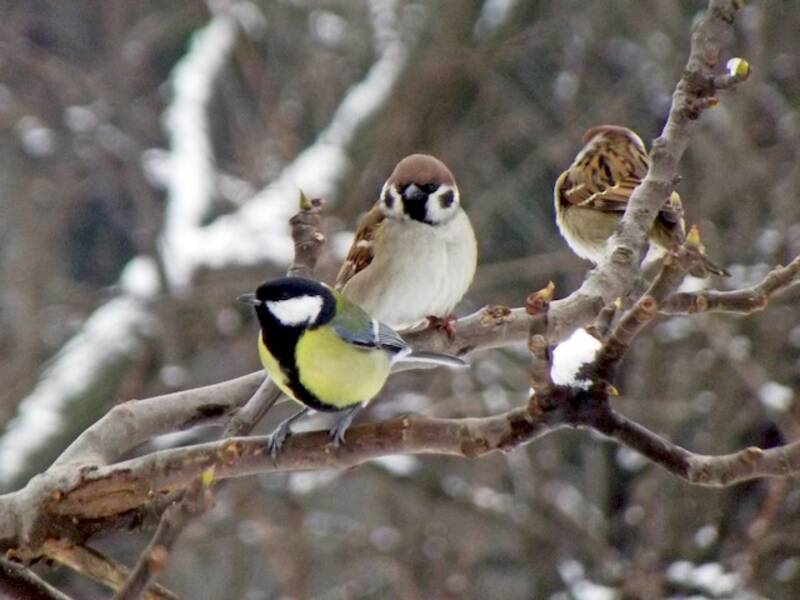 Great Tit (Parus major)