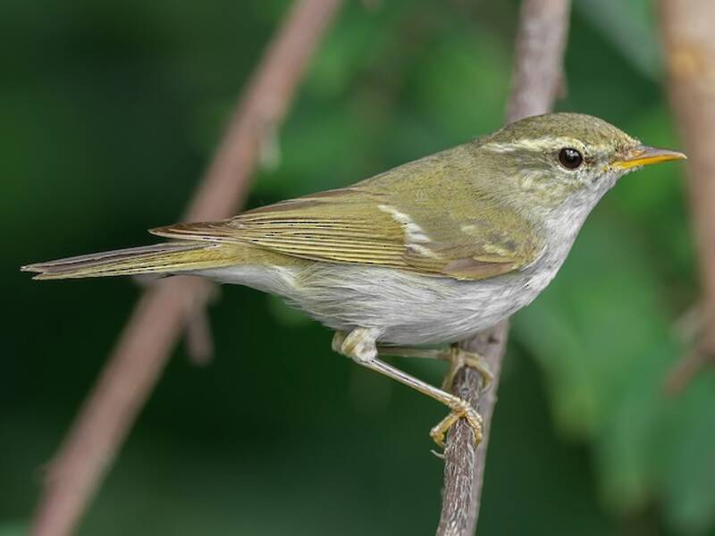 Mosquitero de Dos Barras