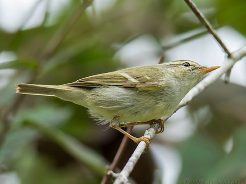 Mosquitero de Dos Barras, Fotos 3