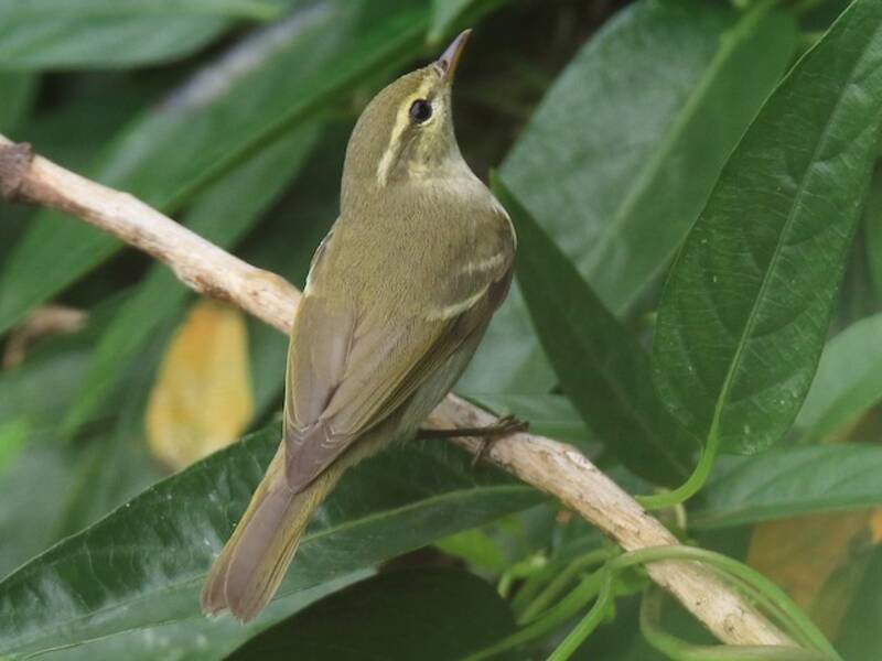 Mosquitero de Dos Barras, Fotos 2