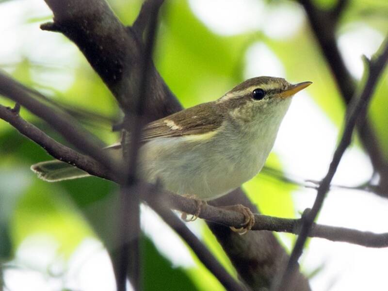 Mosquitero de Dos Barras, Fotos 4