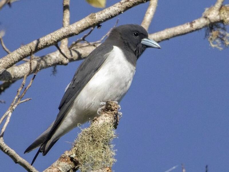 Great Woodswallow