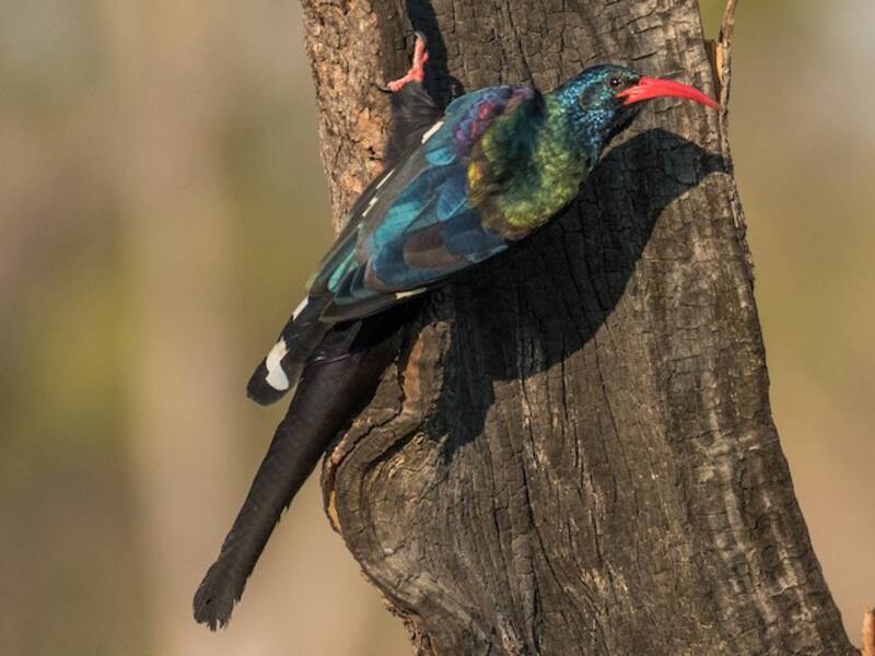 Green Woodhoopoe, Photos 4