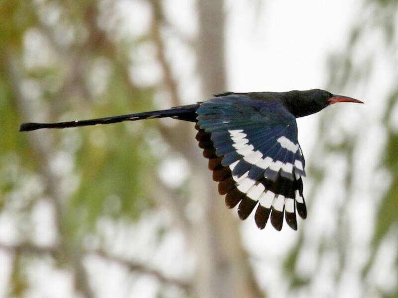 Green Woodhoopoe, Photos 3