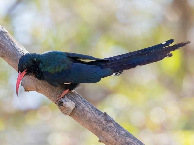 Green Woodhoopoe, Photos 2