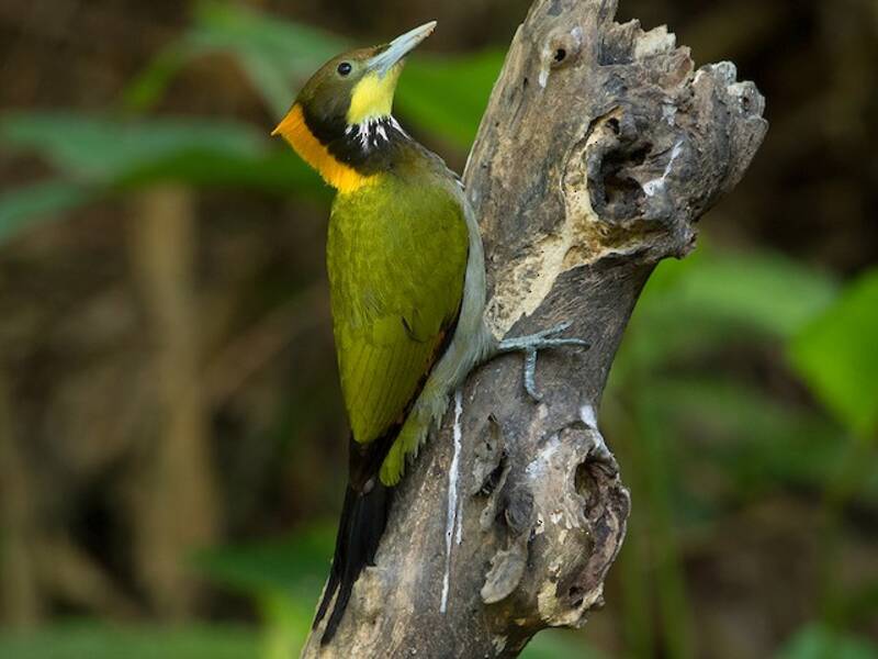 Greater Yellownape, Photos 3