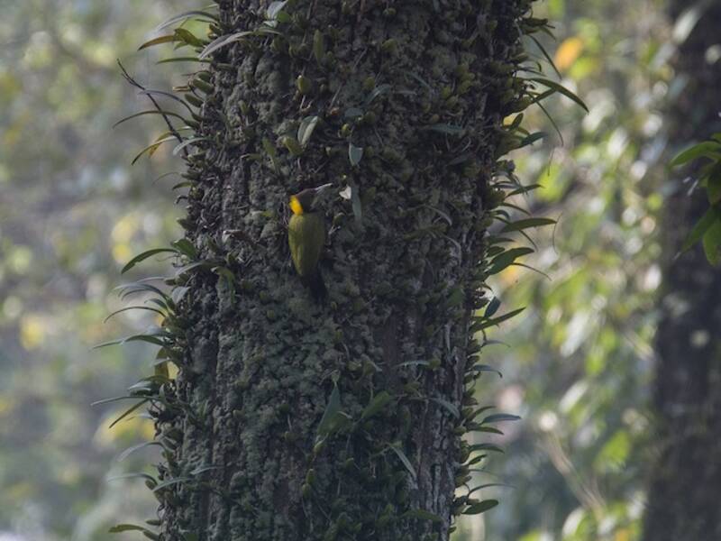 Greater Yellownape, Photos 4