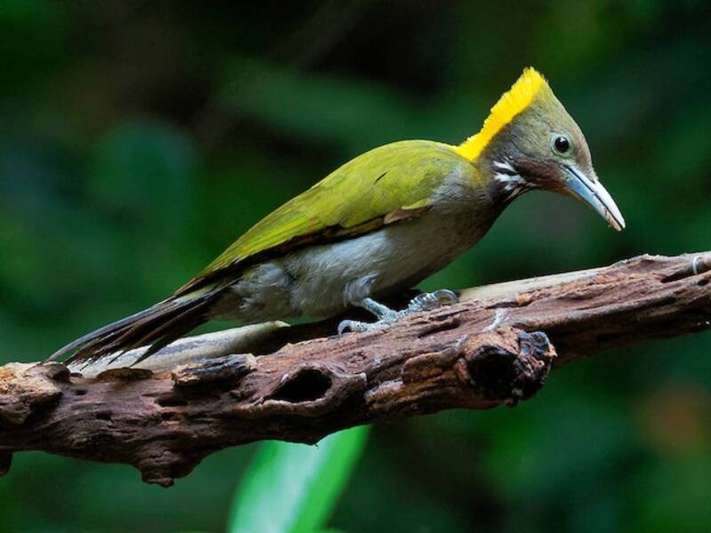 Greater Yellownape