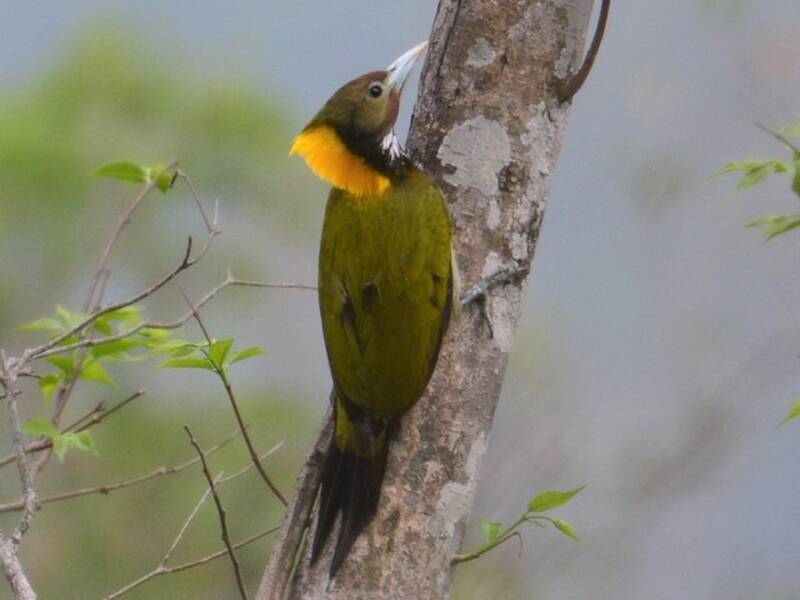 Greater Yellownape, Photos 2