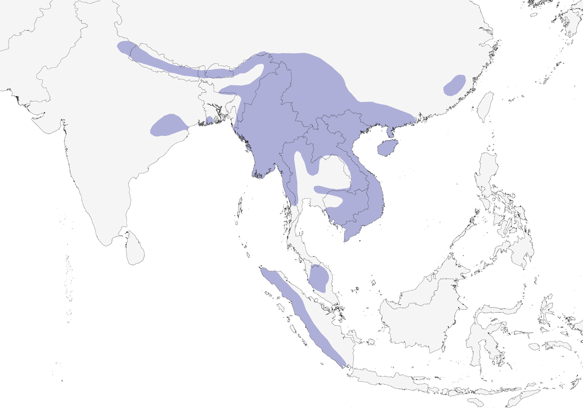 Greater Yellownape, Distribution 1