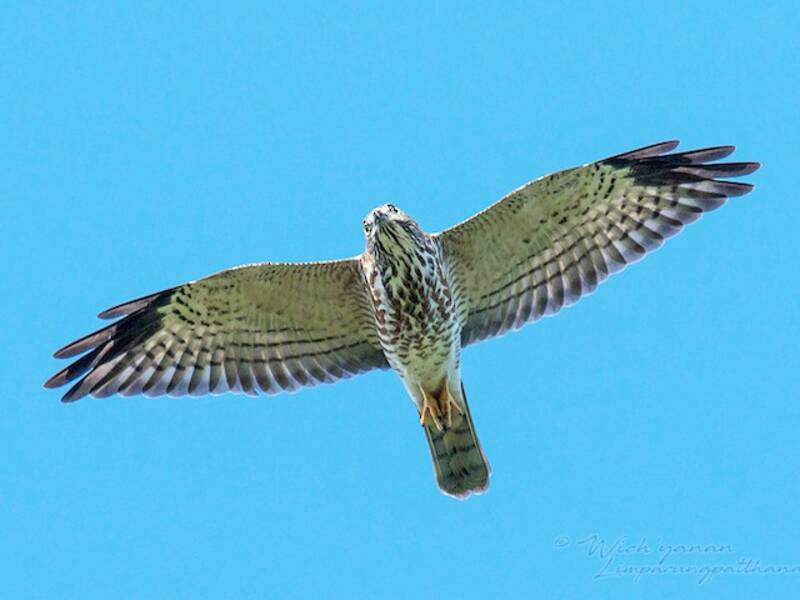 Chinese Sparrowhawk