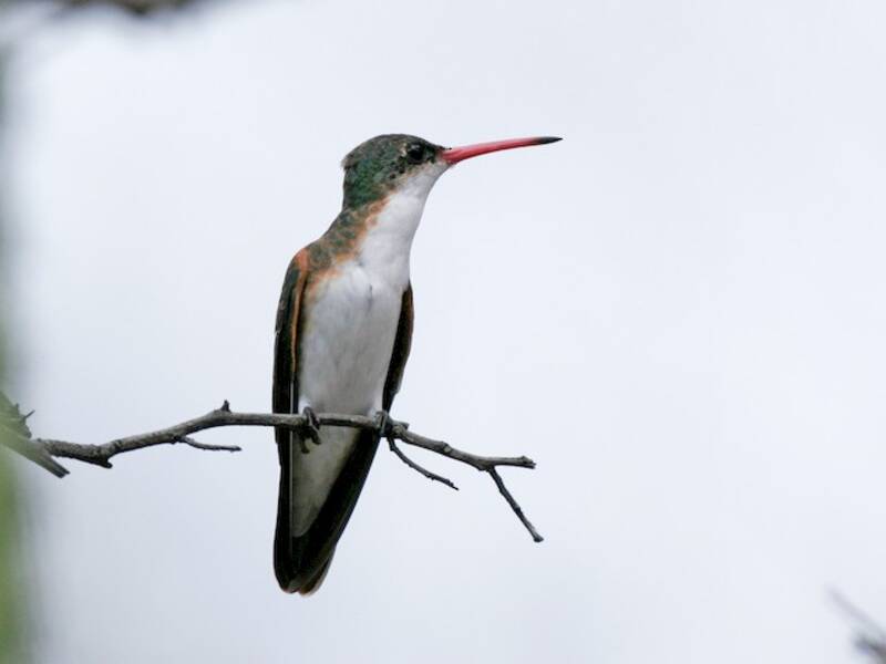 Green-fronted Hummingbird, 照片 2