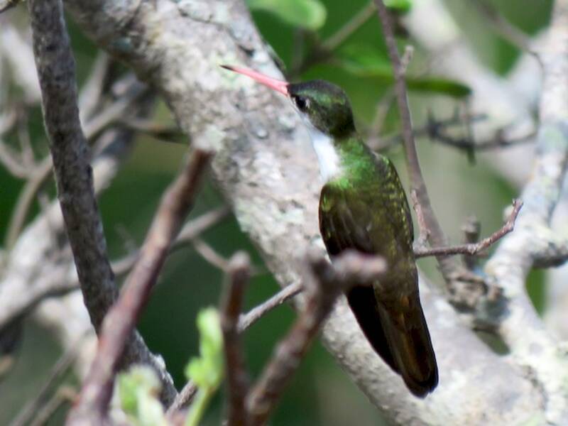 Green-fronted Hummingbird