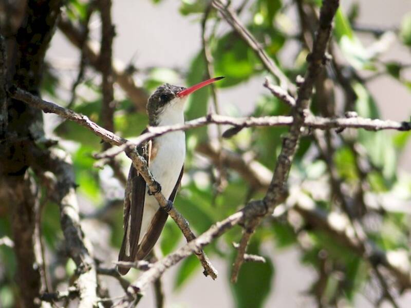 Green-fronted Hummingbird, 照片 3