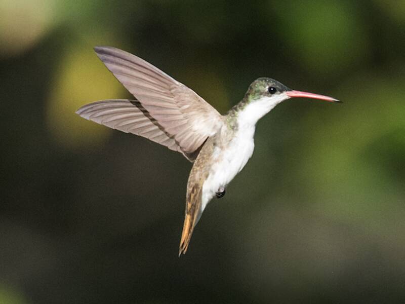 Green-fronted Hummingbird, 照片 4