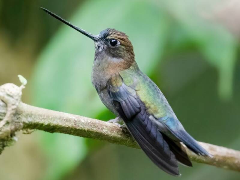 Green-fronted Lancebill, Photos 4