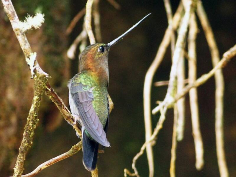 Green-fronted Lancebill, Photos 2