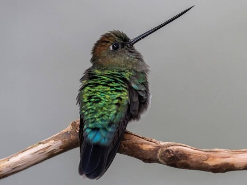 Green-fronted Lancebill, Photos 3
