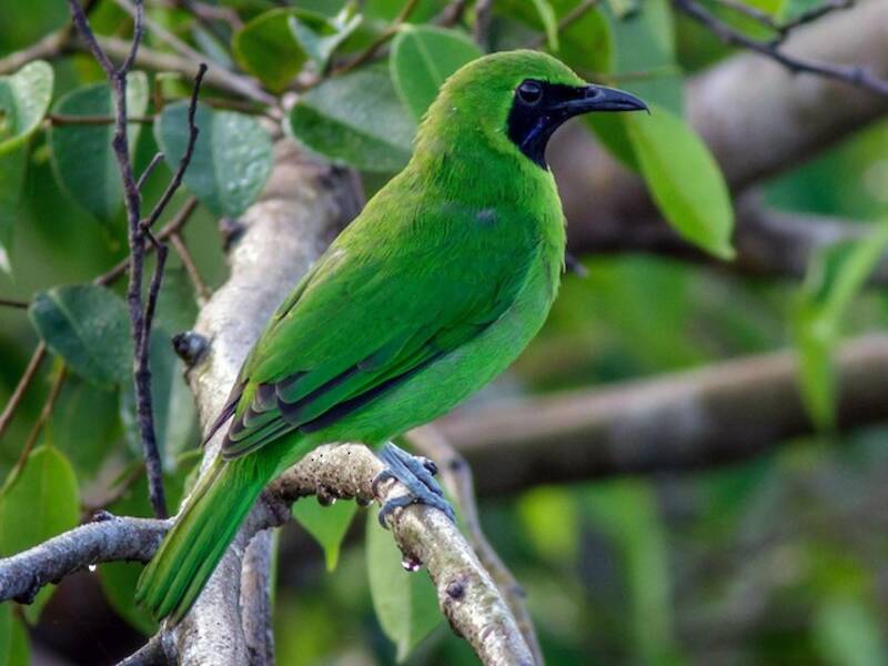 Greater Green Leafbird, 照片 4