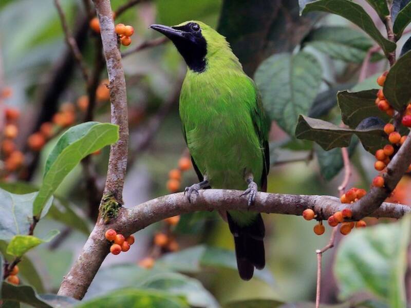 Greater Green Leafbird, 照片 3