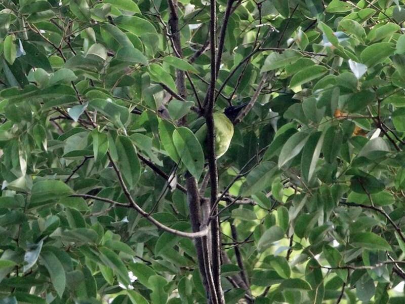 Greater Green Leafbird, 照片 2