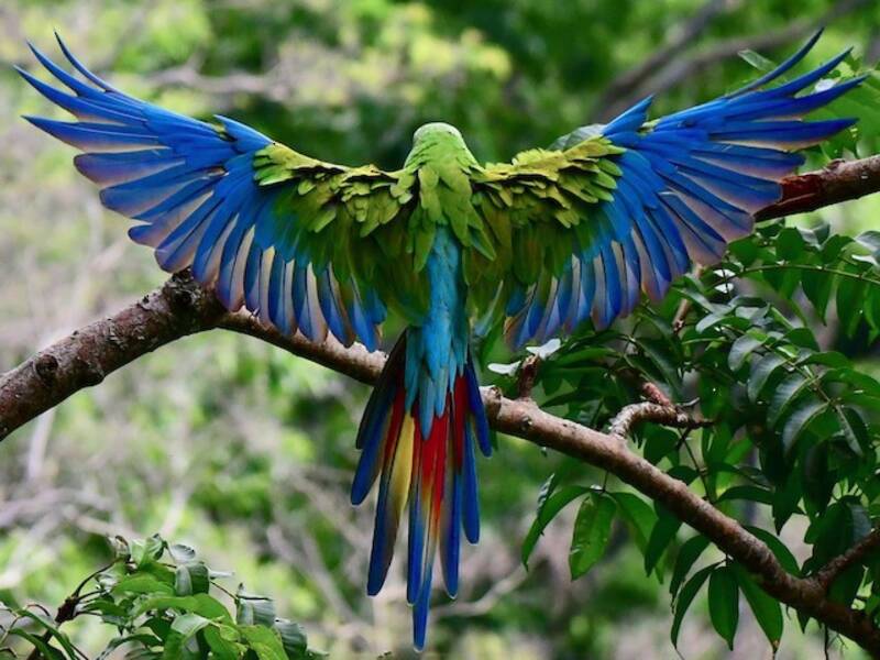 Great Green Macaw (Ara ambiguus)