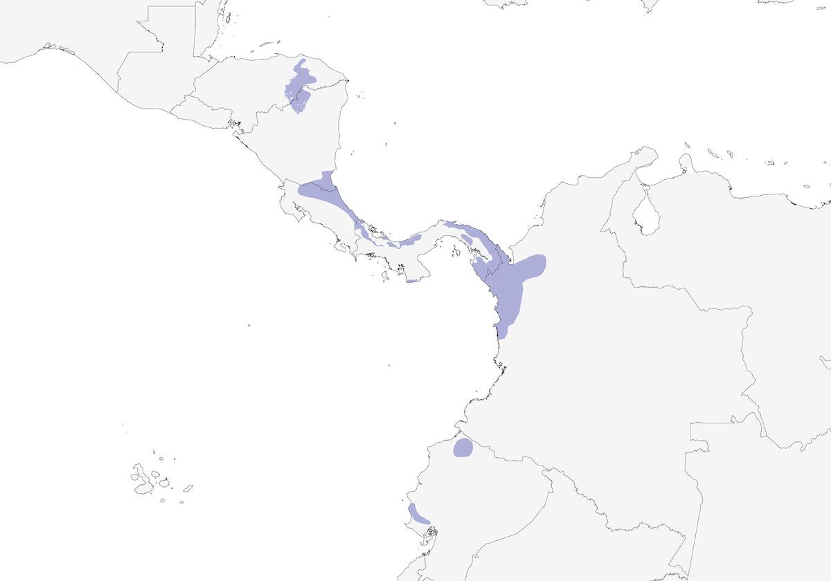 Ara verde maggiore, Distribuzione 1