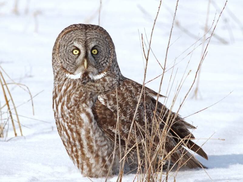 Great Gray Owl