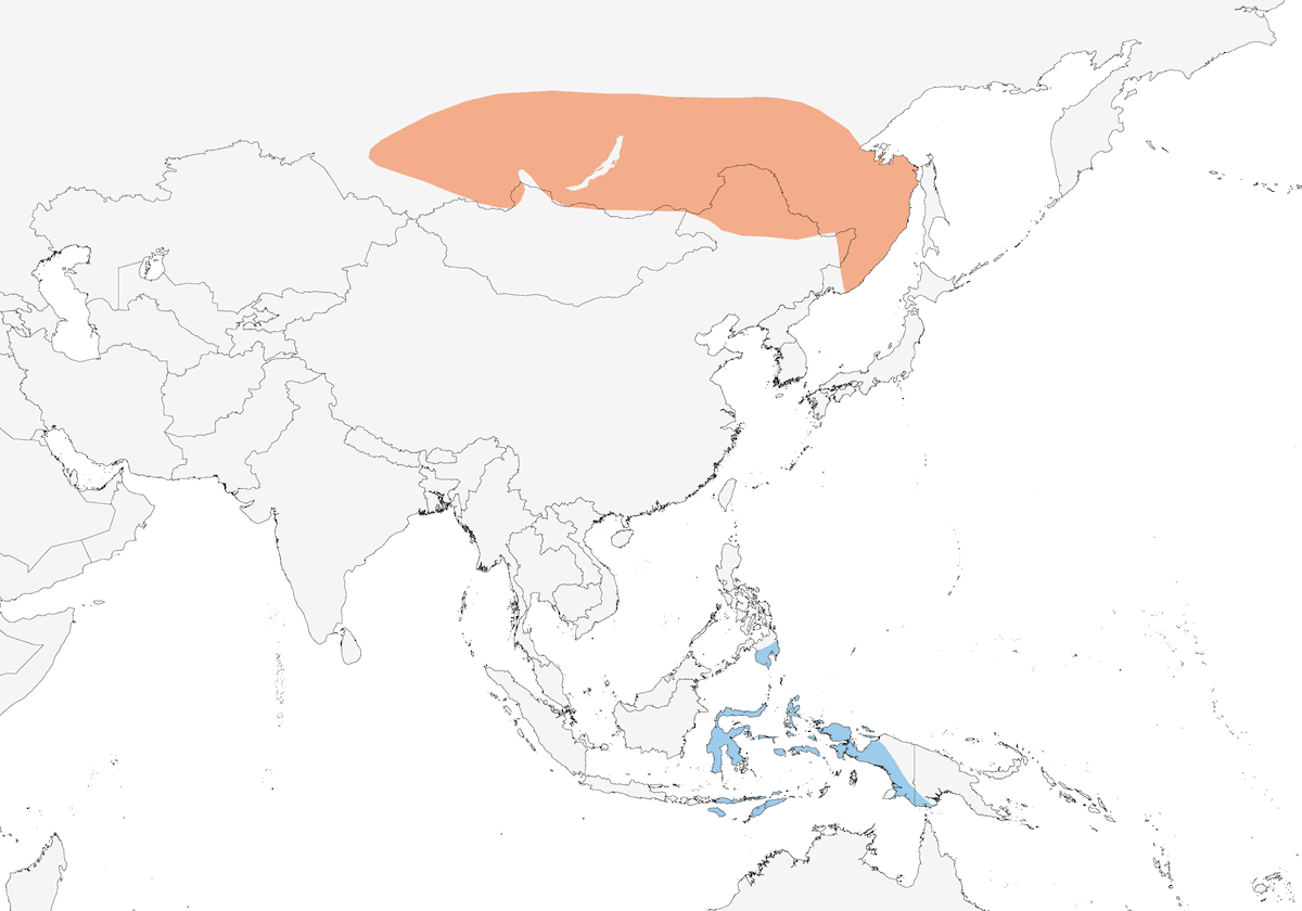 Locustella fasciata di Gray, Distribuzione 1