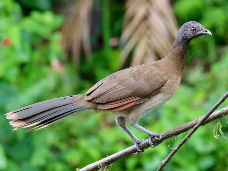Graukopf-Chachalaca, Fotos 2