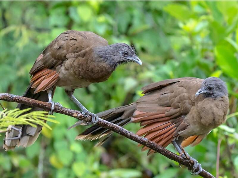 Graukopf-Chachalaca, Fotos 4