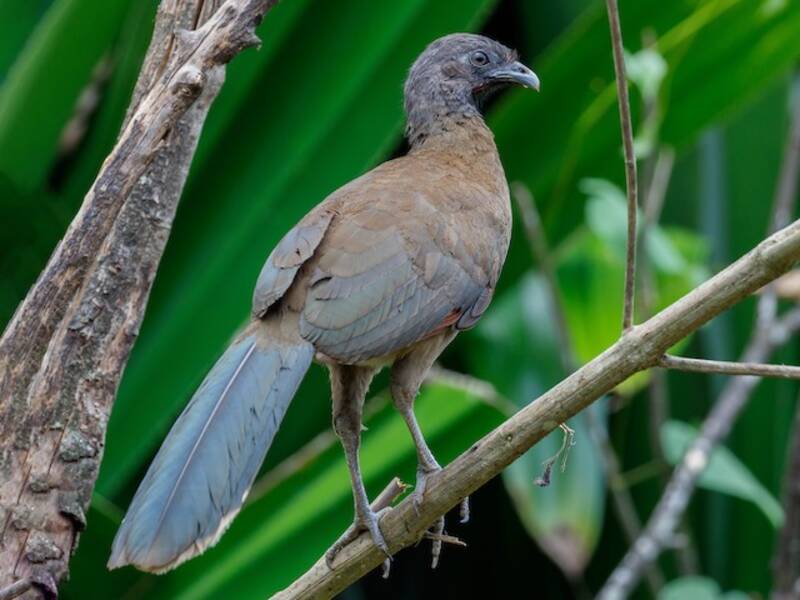 Graukopf-Chachalaca, Fotos 3