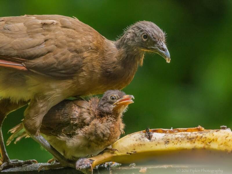 Graukopf-Chachalaca