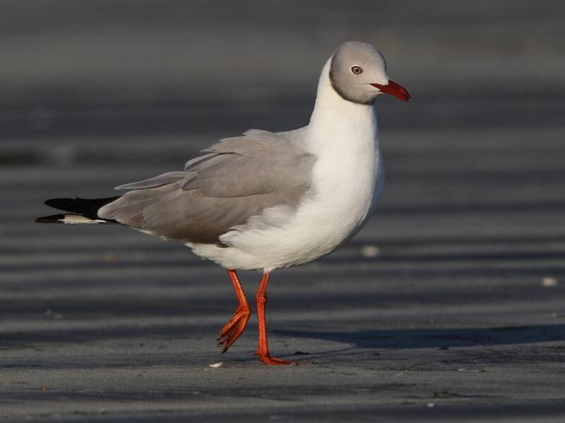 Gray-hooded Gull
