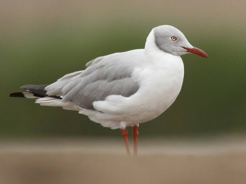Gray-hooded Gull, 照片 4