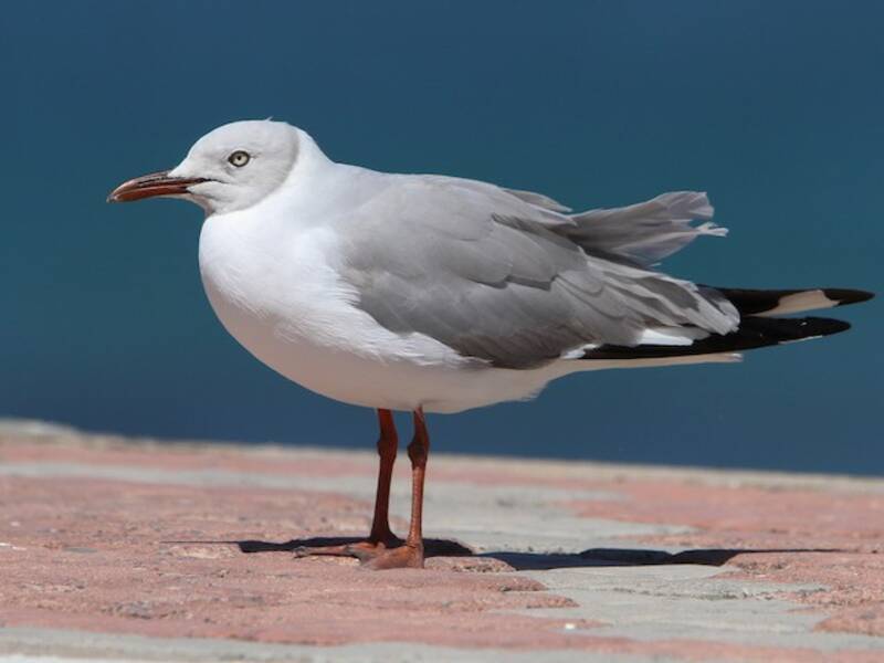 Gray-hooded Gull, 照片 3