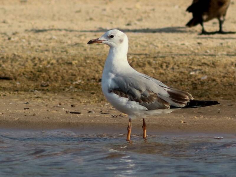 Gray-hooded Gull, 照片 2