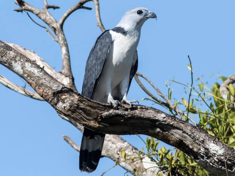 Gray-headed Kite, Photos 2