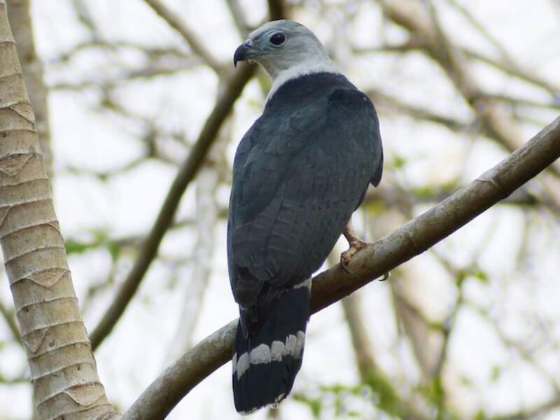Gray-headed Kite, Photos 3