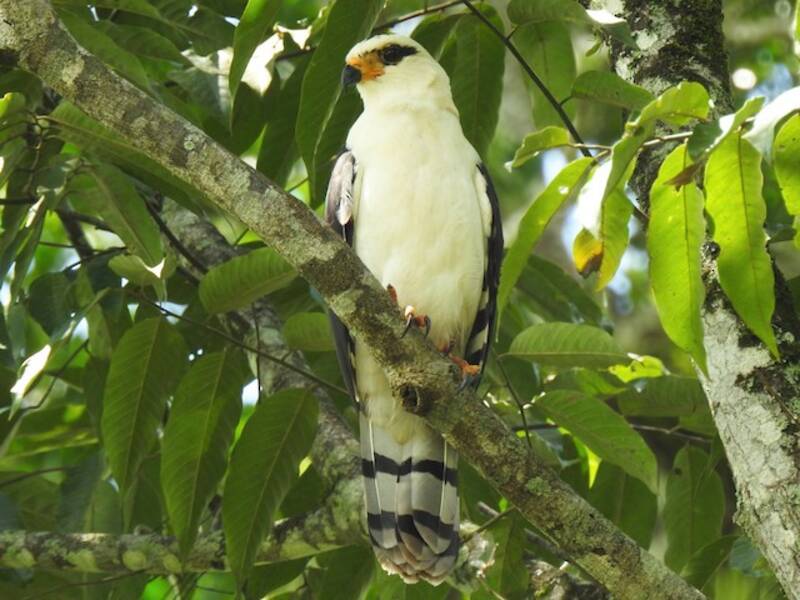Gray-headed Kite, Photos 4