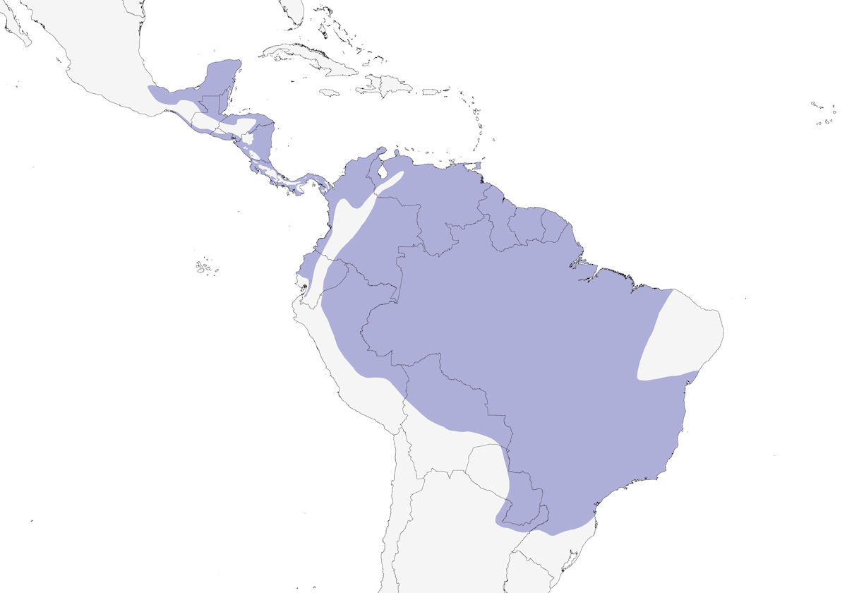 Gray-headed Kite, Distribution 1
