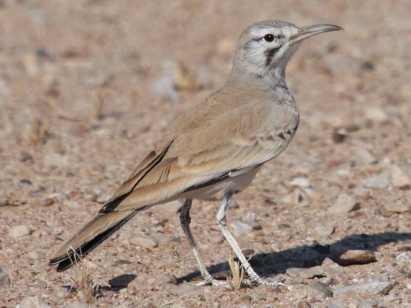 Greater Hoopoe-Lark, Photos 3